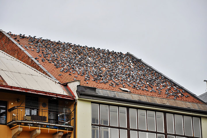 A2B Pest Control are able to install spikes to deter birds from roofs in Rainham. 