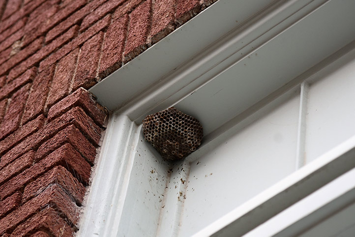 We provide a wasp nest removal service for domestic and commercial properties in Rainham.